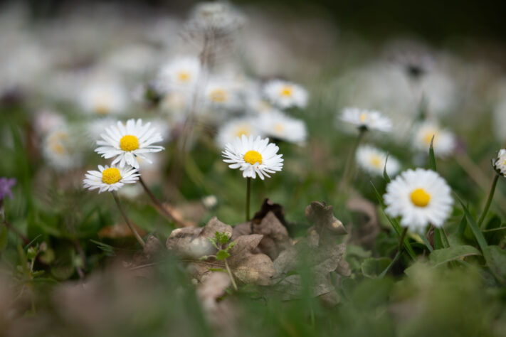 Brightin Star 50mm f/1.4 AF Test - lichtstarkes APS-C Portraitobjektiv 43
