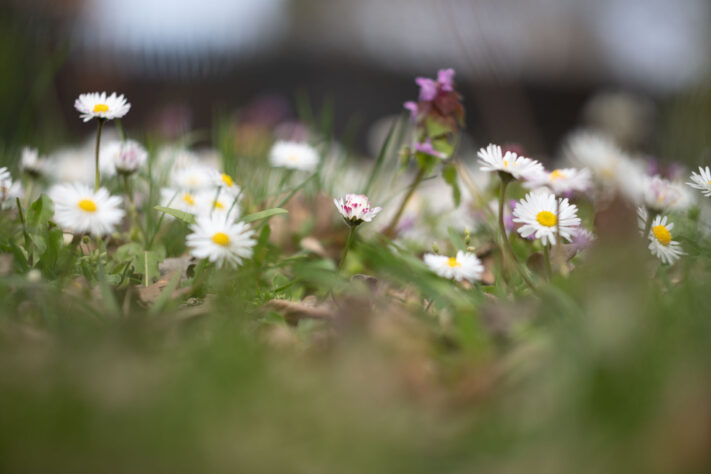Brightin Star 50mm f/1.4 AF Test - lichtstarkes APS-C Portraitobjektiv 75