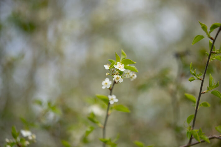 Brightin Star 50mm f/1.4 AF Test - lichtstarkes APS-C Portraitobjektiv 51