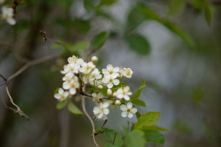 Brightin Star 50mm f/1.4 AF Test - lichtstarkes APS-C Portraitobjektiv 62