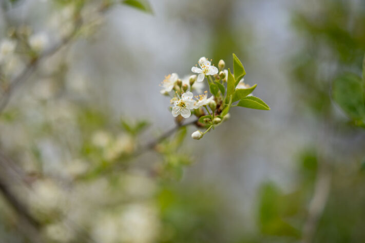 Brightin Star 50mm f/1.4 AF Test - lichtstarkes APS-C Portraitobjektiv 58