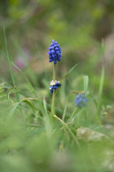 Brightin Star 50mm f/1.4 AF Test - lichtstarkes APS-C Portraitobjektiv 56