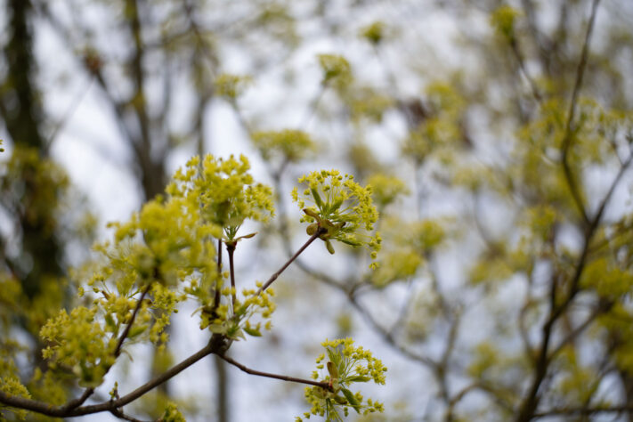 Brightin Star 50mm f/1.4 AF Test - lichtstarkes APS-C Portraitobjektiv 41