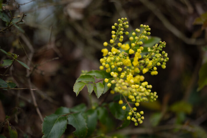 Brightin Star 50mm f/1.4 AF Test - lichtstarkes APS-C Portraitobjektiv 42