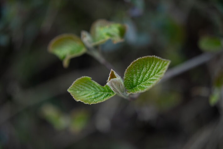 Brightin Star 50mm f/1.4 AF Test - lichtstarkes APS-C Portraitobjektiv 59