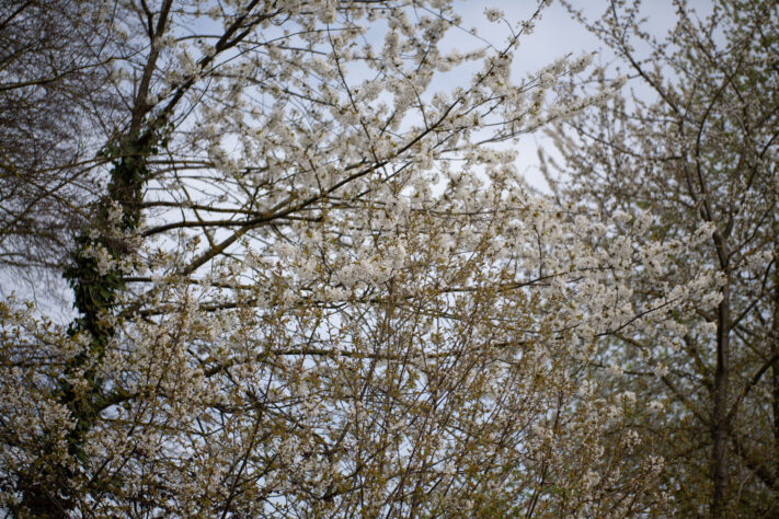 Brightin Star 50mm f/1.4 AF Test - lichtstarkes APS-C Portraitobjektiv 31