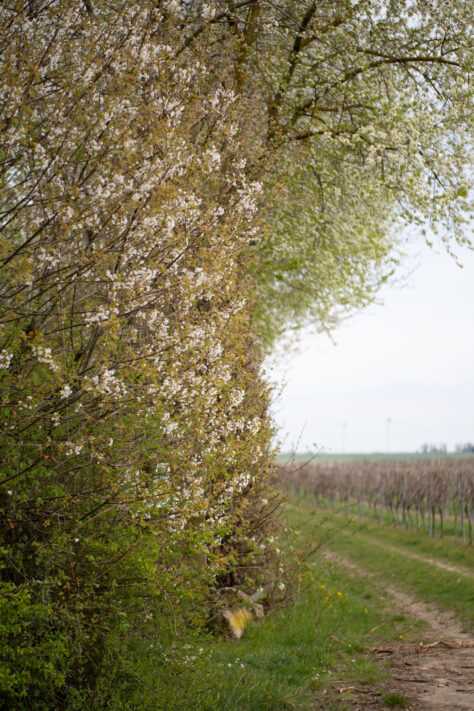 Brightin Star 50mm f/1.4 AF Test - lichtstarkes APS-C Portraitobjektiv 32