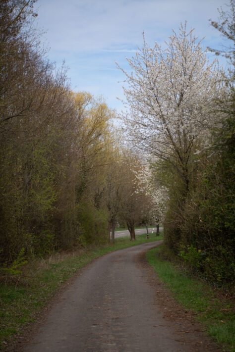 Brightin Star 50mm f/1.4 AF Test - lichtstarkes APS-C Portraitobjektiv 35