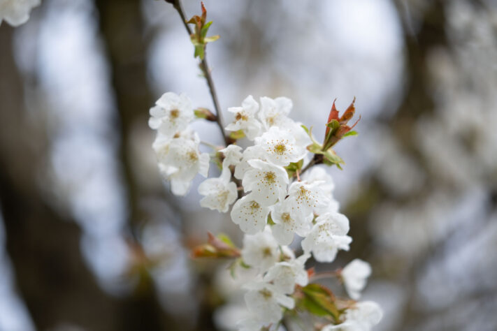Brightin Star 50mm f/1.4 AF Test - lichtstarkes APS-C Portraitobjektiv 77