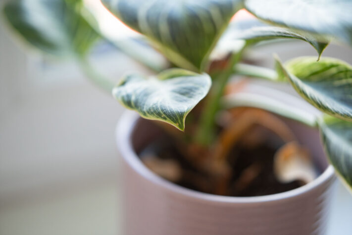 Brightin Star 50mm f/1.4 AF Test - lichtstarkes APS-C Portraitobjektiv 50