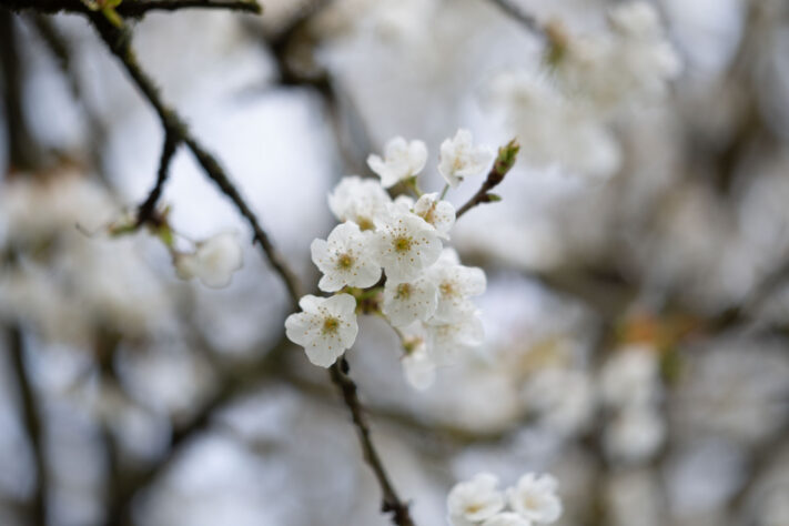 Brightin Star 50mm f/1.4 AF Test - lichtstarkes APS-C Portraitobjektiv 53