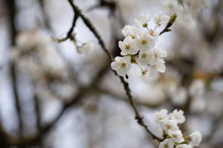 Brightin Star 50mm f/1.4 AF Test - lichtstarkes APS-C Portraitobjektiv 44