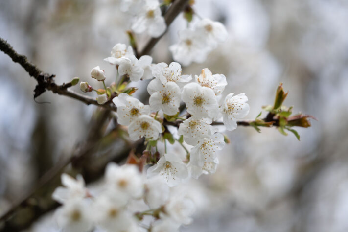 Brightin Star 50mm f/1.4 AF Test - lichtstarkes APS-C Portraitobjektiv 60