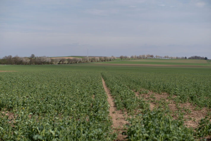 Brightin Star 50mm f/1.4 AF Test - lichtstarkes APS-C Portraitobjektiv 38