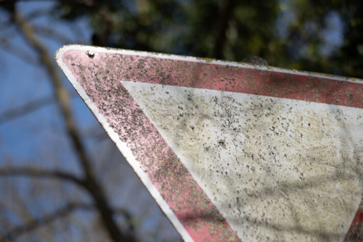 Brightin Star 50mm f/1.4 AF Test - lichtstarkes APS-C Portraitobjektiv 13