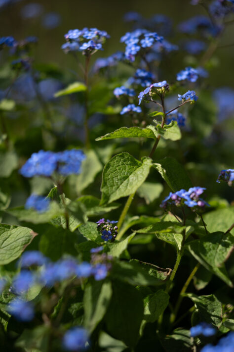 Brightin Star 50mm f/1.4 AF Test - lichtstarkes APS-C Portraitobjektiv 40