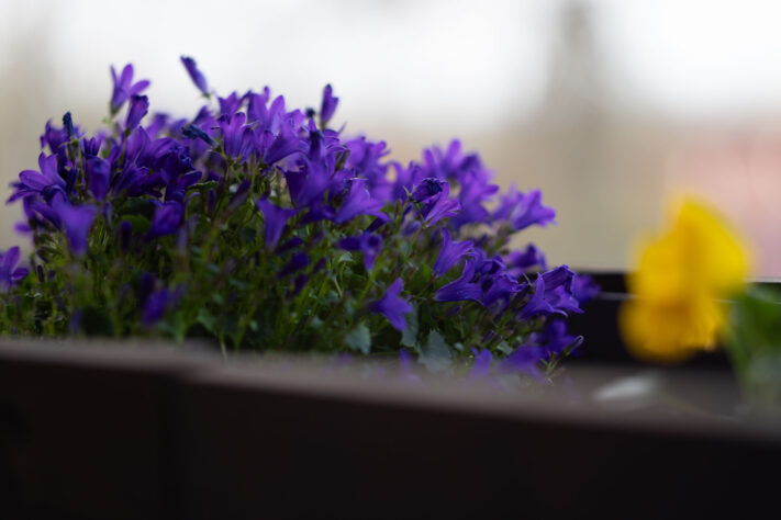 Brightin Star 50mm f/1.4 AF Test - lichtstarkes APS-C Portraitobjektiv 52