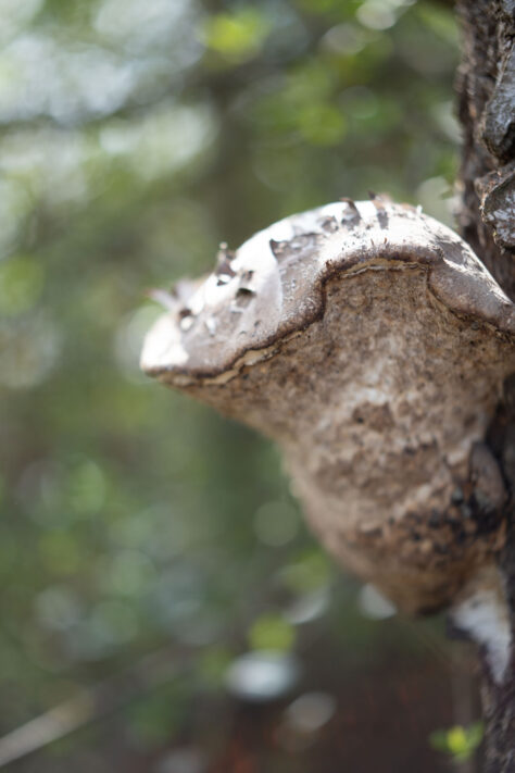 Brightin Star 50mm f/1.4 AF Test - lichtstarkes APS-C Portraitobjektiv 69