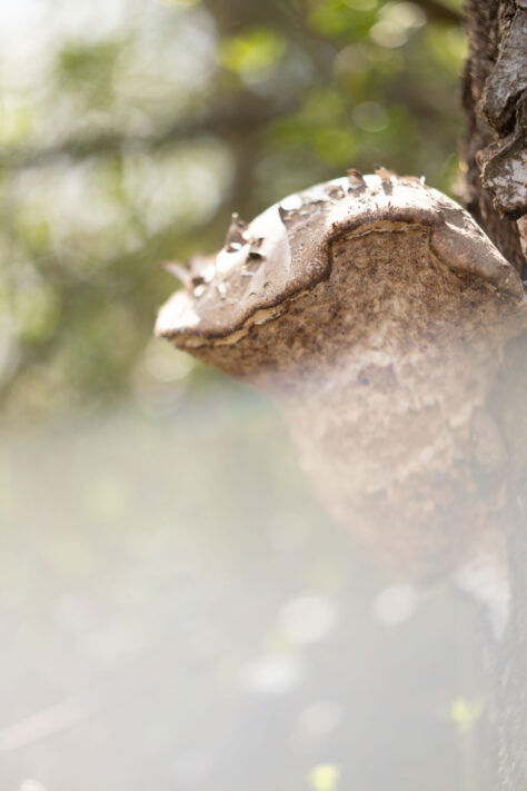 Brightin Star 50mm f/1.4 AF Test - lichtstarkes APS-C Portraitobjektiv 70