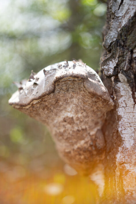 Brightin Star 50mm f/1.4 AF Test - lichtstarkes APS-C Portraitobjektiv 71