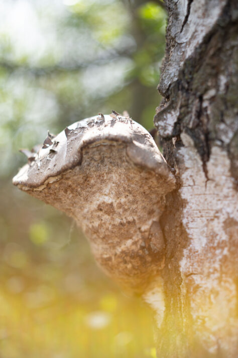 Brightin Star 50mm f/1.4 AF Test - lichtstarkes APS-C Portraitobjektiv 72