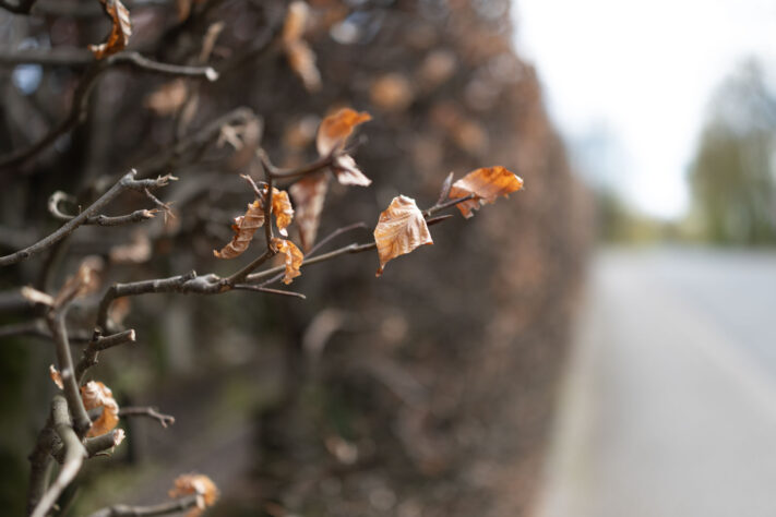 Canon EOS R6 Mark III Test 45