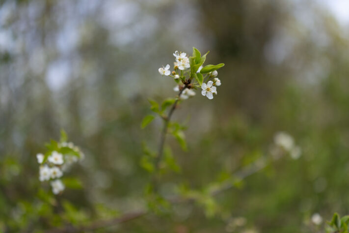 Canon EOS R6 Mark III Test 54