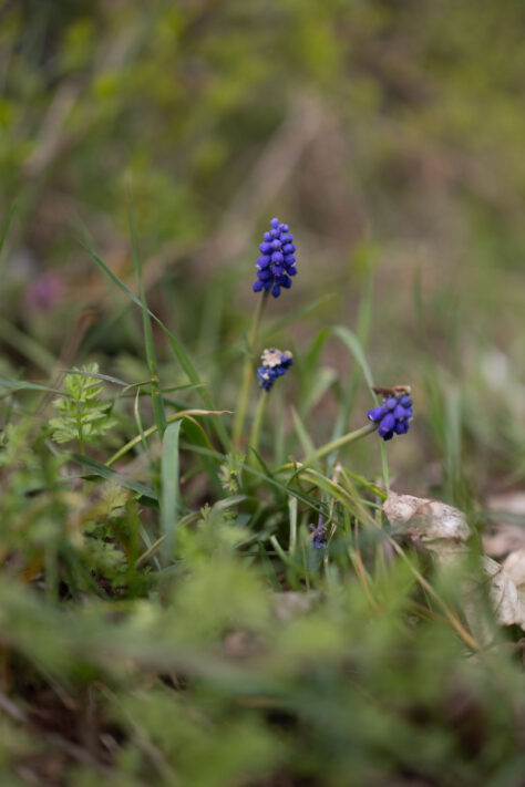 Canon EOS R6 Mark III Test 55