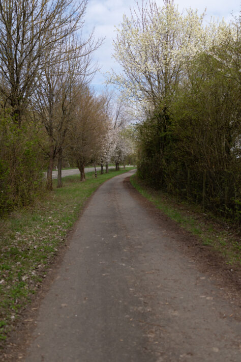 Canon EOS R6 Mark III Test 56