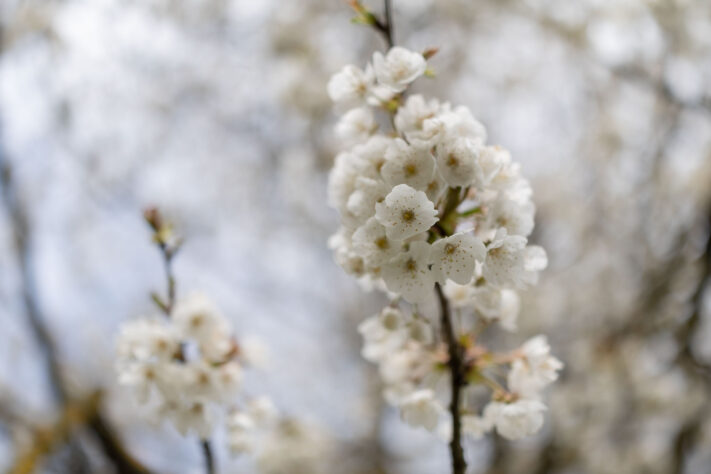 Canon EOS R6 Mark III Test 59