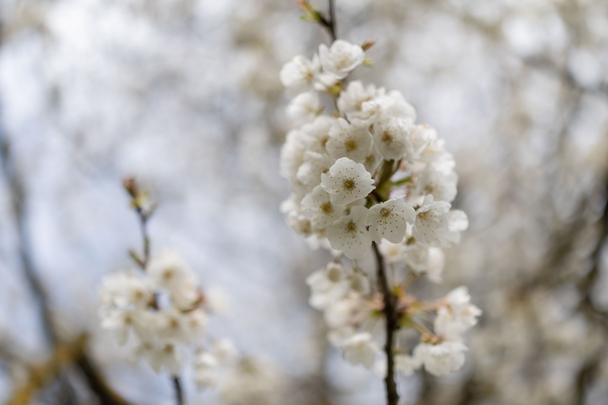 Canon EOS R6 Mark III Test 160