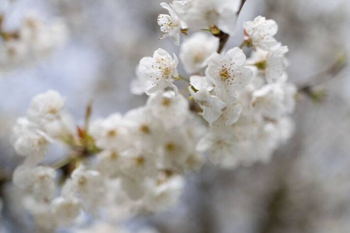 Canon EOS R6 Mark III Test 60