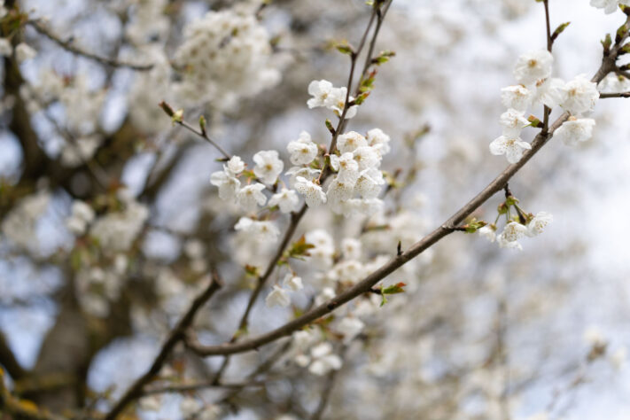 Canon EOS R6 Mark III Test 61