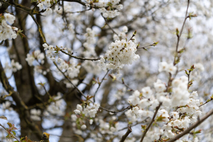 Canon EOS R6 Mark III Test 62