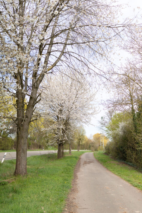 Canon EOS R6 Mark III Test 63