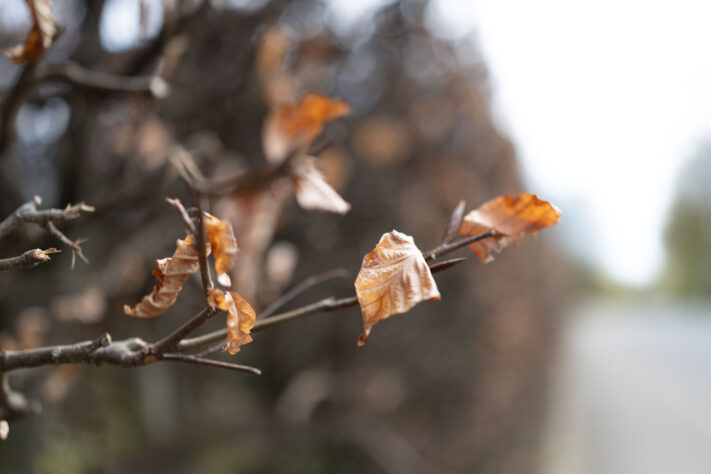 Canon EOS R6 Mark III Test 46