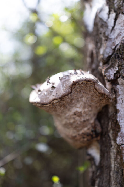 Canon EOS R6 Mark III Test 68