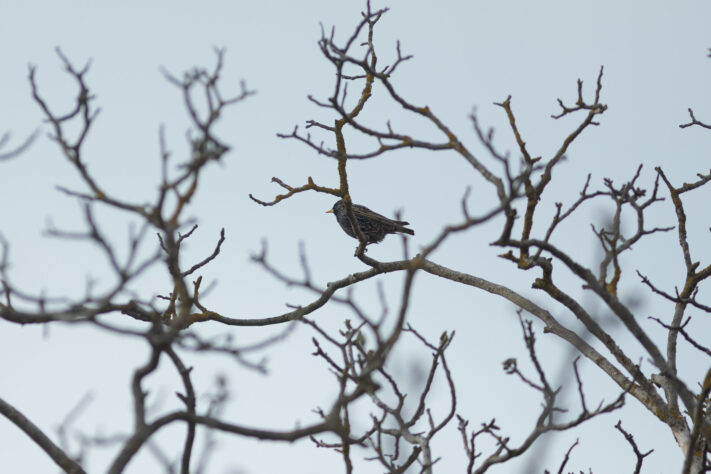 Canon EOS R6 Mark III Test 69