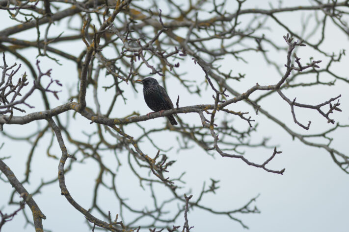 Canon EOS R6 Mark III Test 70