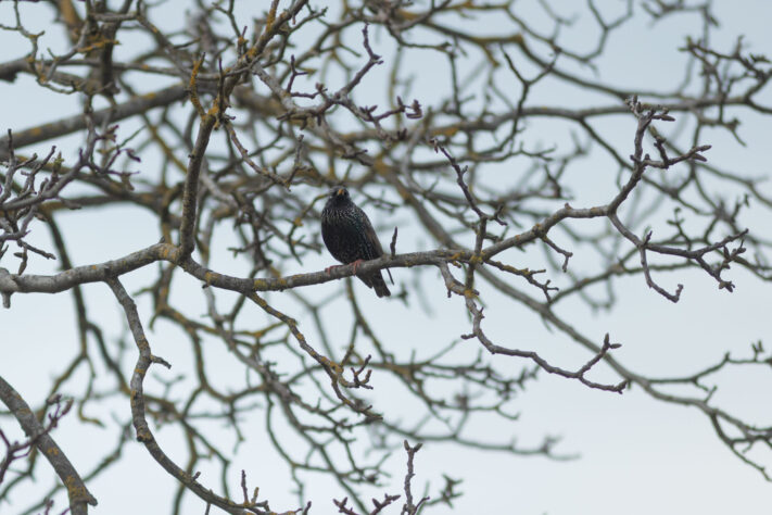 Canon EOS R6 Mark III Test 71