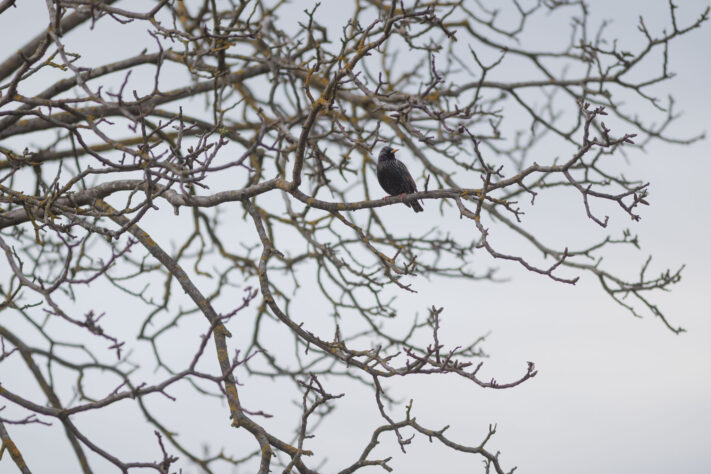 Canon EOS R6 Mark III Test 72