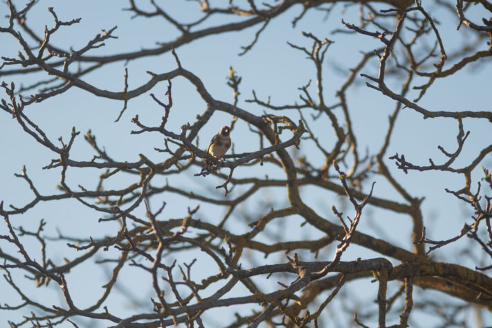 Canon EOS R6 Mark III Test 73