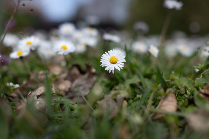 Canon EOS R6 Mark III Test 47