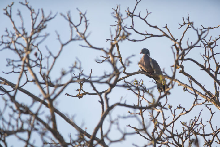 Canon EOS R6 Mark III Test 74