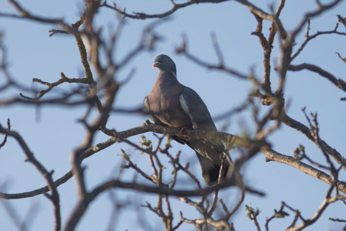 Canon EOS R6 Mark III Test 76