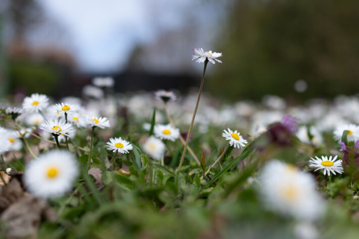 Canon EOS R6 Mark III Test 48