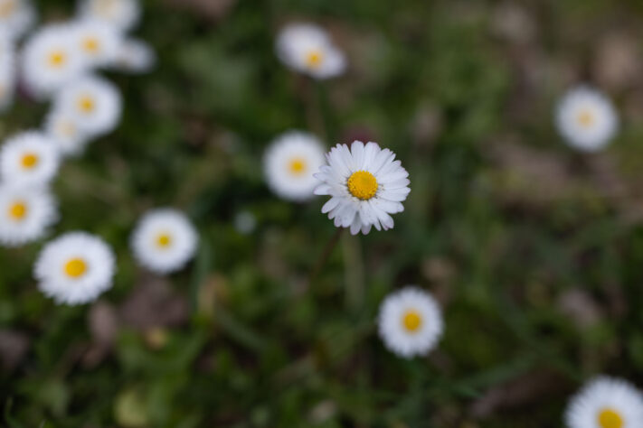 Canon EOS R6 Mark III Test 49