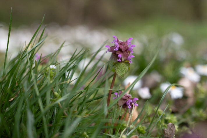 Canon EOS R6 Mark III Test 50
