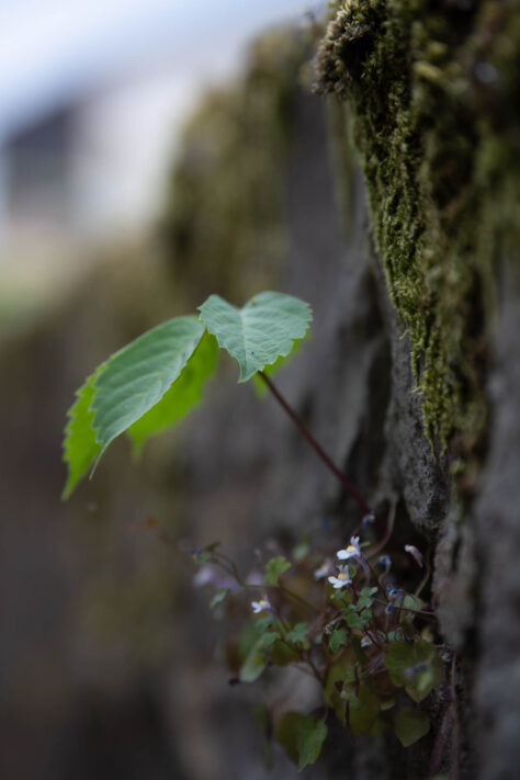 Meike AF 56mm 1.7 AIR Test 49