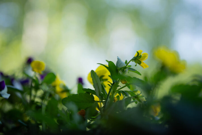 Meike AF 56mm 1.7 AIR Test 63